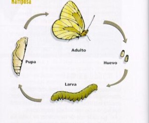 TRANSFORMAR PROBLEMAS EN OPORTUNIDADES